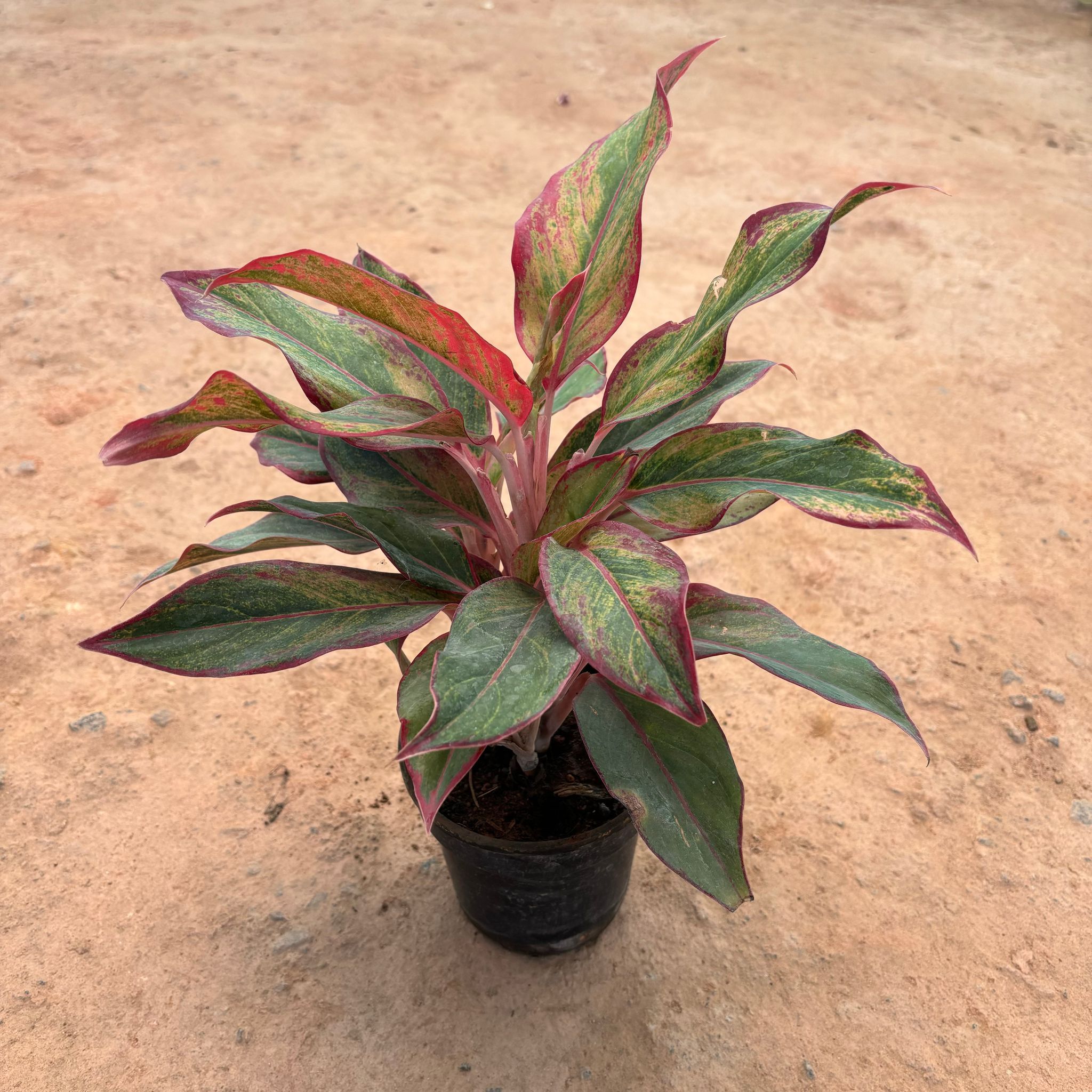 Aglaonema lipstick in 5 Inch Nursery Pot