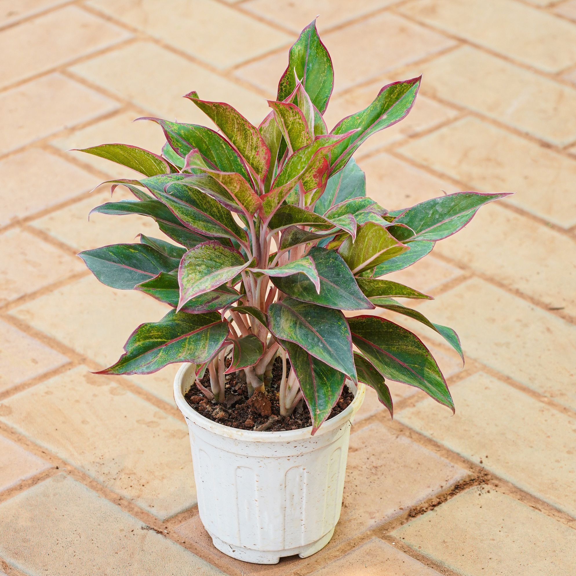 Aglaonema Lipstick in 5 Inch White Super Nursery Pot
