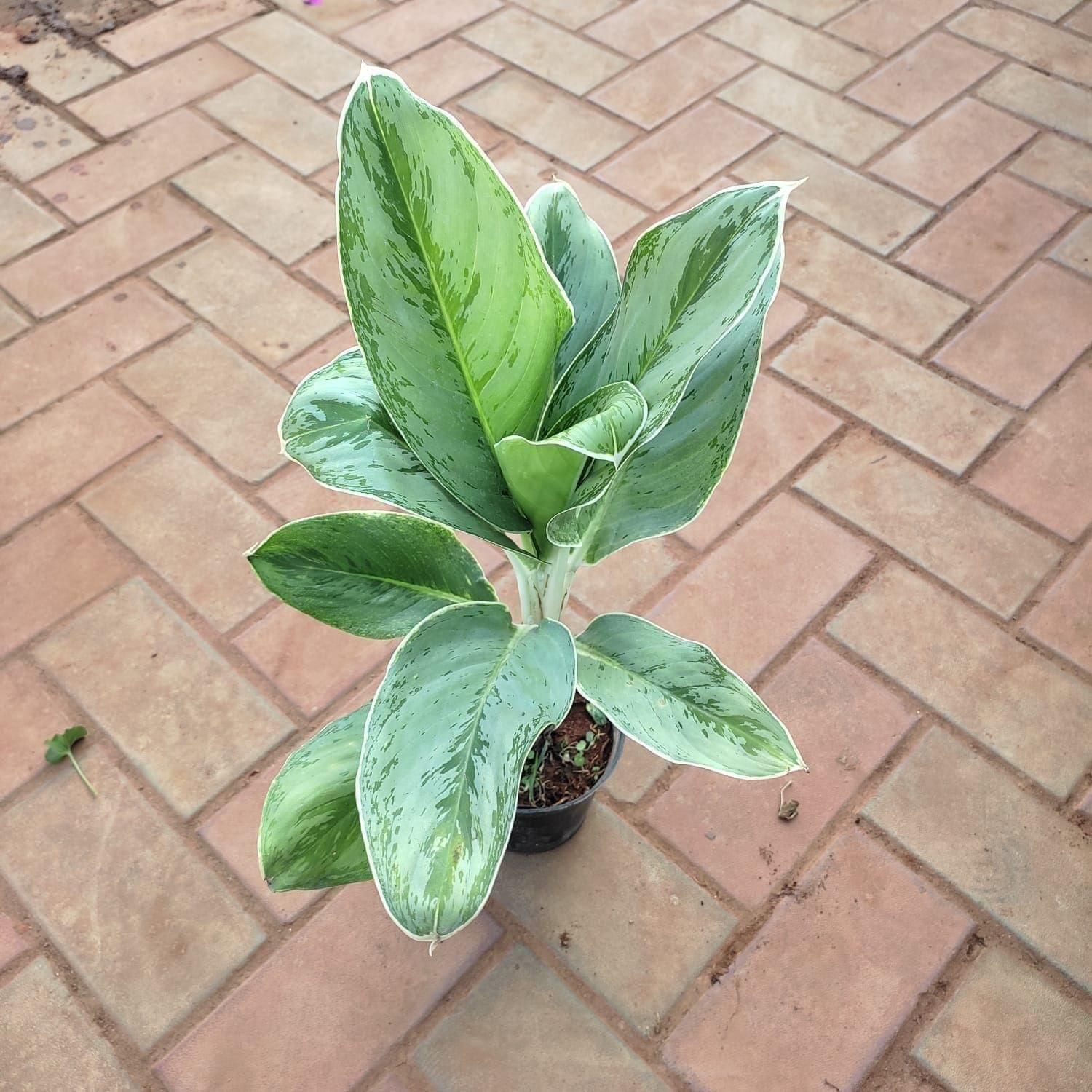 Aglaonema Maria Christina in 5 Inch Nursery Pot