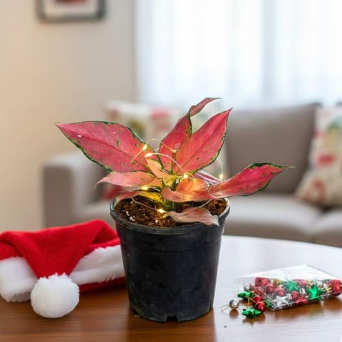 Aglaonema Red Dalmatian in 4 Inch Nursery Pot