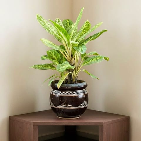 Aglaonema Variegated in 12 Inch Matki Designer Ceramic Pot (any colour) (any design)