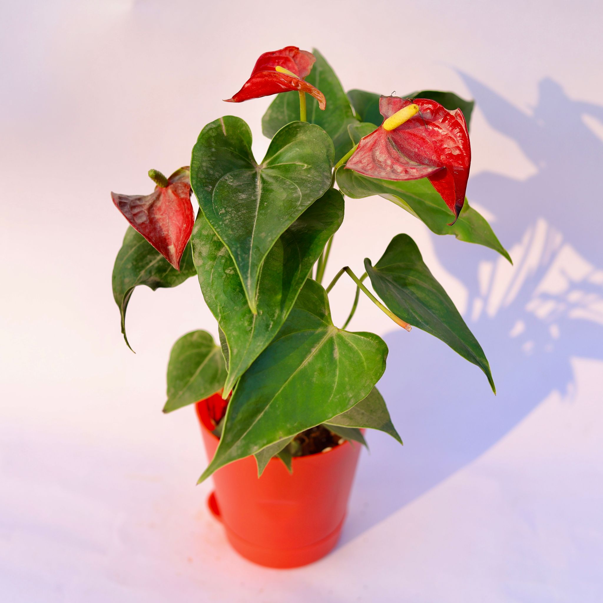 Anthurium Red in 4 Inch Red Florence Self Watering Pot