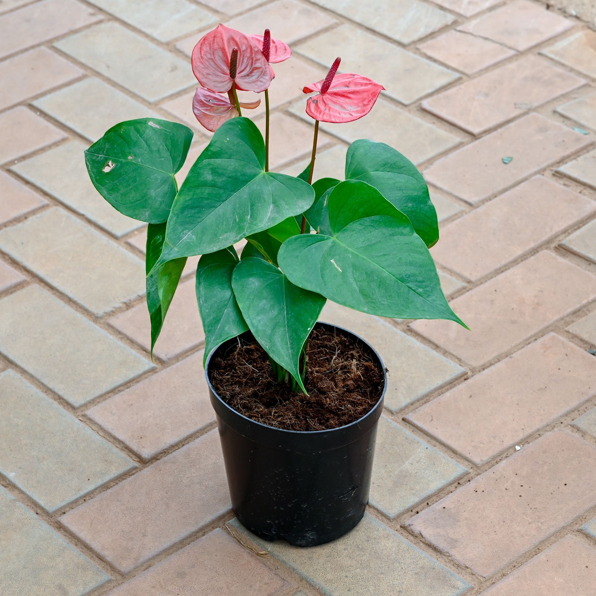 Anthurium Red in 5 Inch Nursery Pot