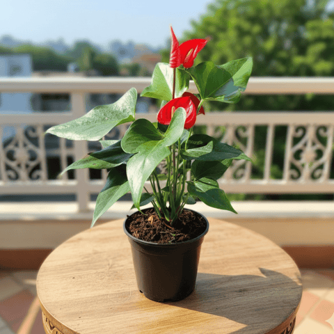 Anthurium Red in 5 Inch Nursery Pot