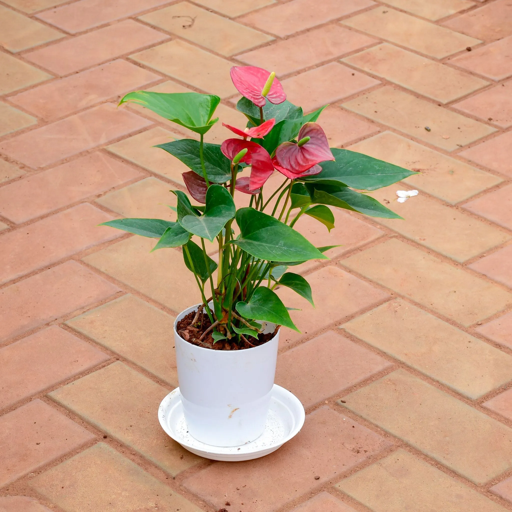Anthurium Red in 5 Inch White Premium Sphere Plastic Pot with Tray