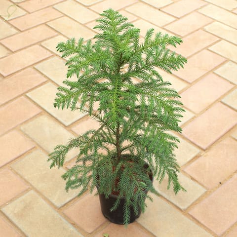Araucaria / Christmas Tree (~ 1.5 Ft) in 4 Inch Nursery Pot