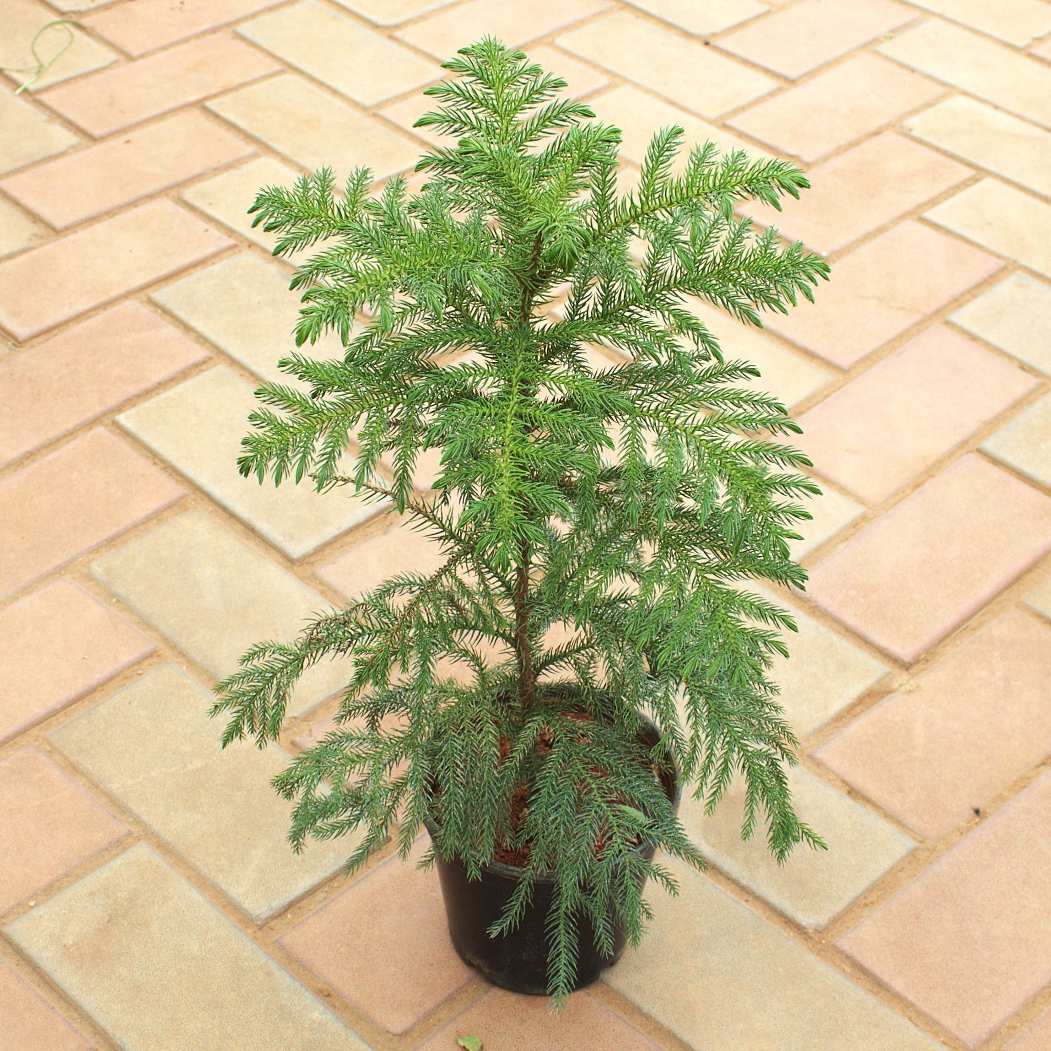 Araucaria / Christmas Tree (~ 1.5 Ft) in 4 Inch Nursery Pot