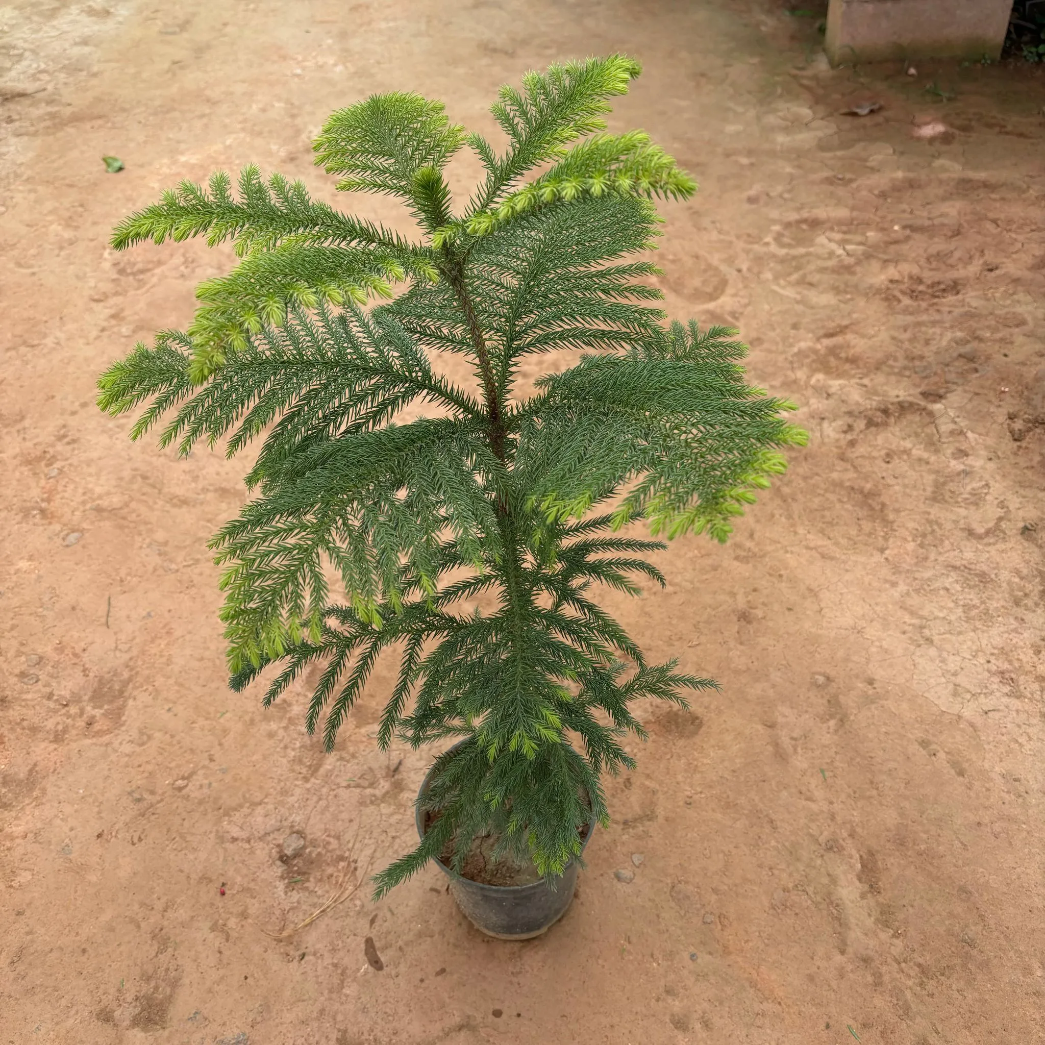 Araucaria / Christmas Tree in 6 Inch Nursery Pot