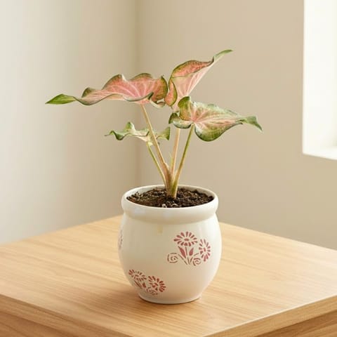 Caladium / Heart Of Jesus in 5 Inch Premium Round Ceramic Pot (Any Colour)
