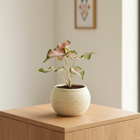 Caladium / Heart Of Jesus in 6 Inch Stylish Round Ceramic Pot (Any Colour)