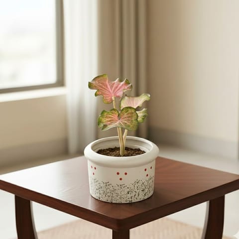 Caladium in 6 Inch Blush Dot Round Ceramic Pot (Any Colour)