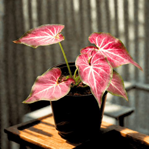 Caladium Red Tip in 5 Inch Nursery Pot