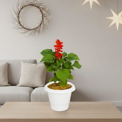 Salvia (any colour) in 6 Inch Classy White Plastic Pot