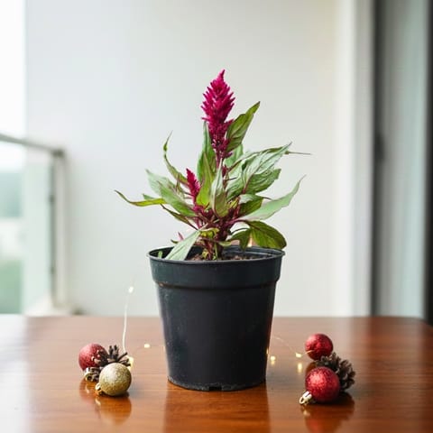Celosia / Cockscomb Red in 4 Inch Nursery Pot