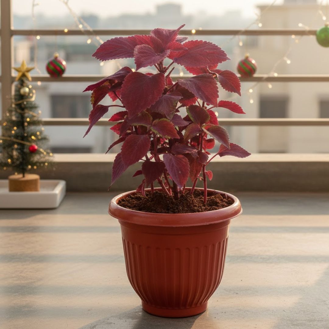 Coleus Red in 8 Inch Terracotta Red Olive Plastic Pot