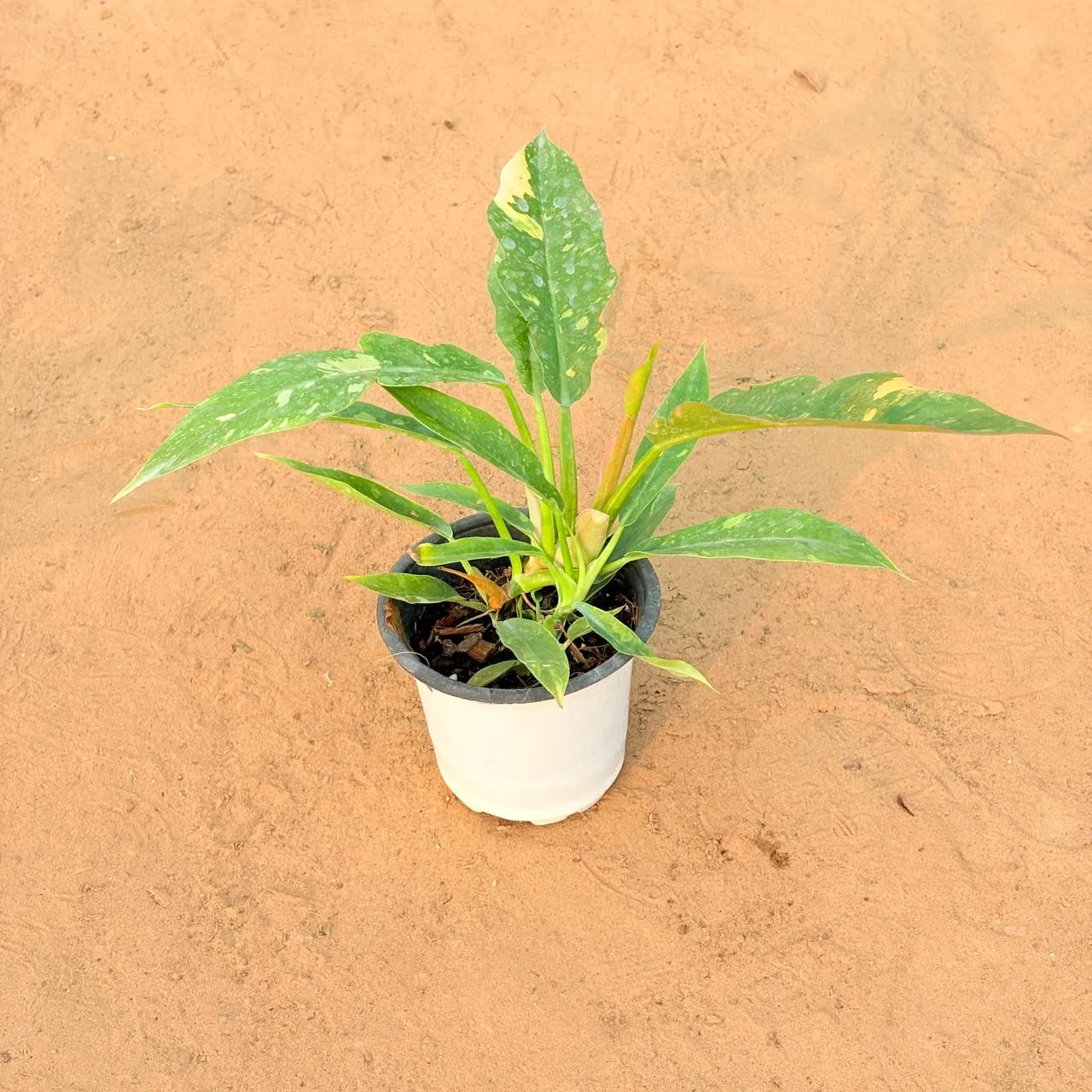 Philodendron Pink Princess in 4 Inch Nursery Pot