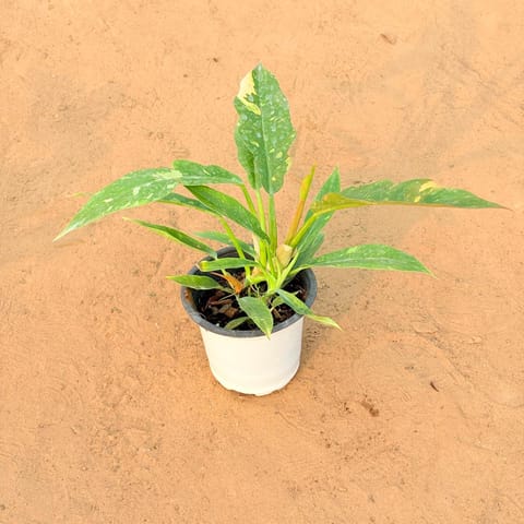 Philodendron Pink Princess in 4 Inch Nursery Pot