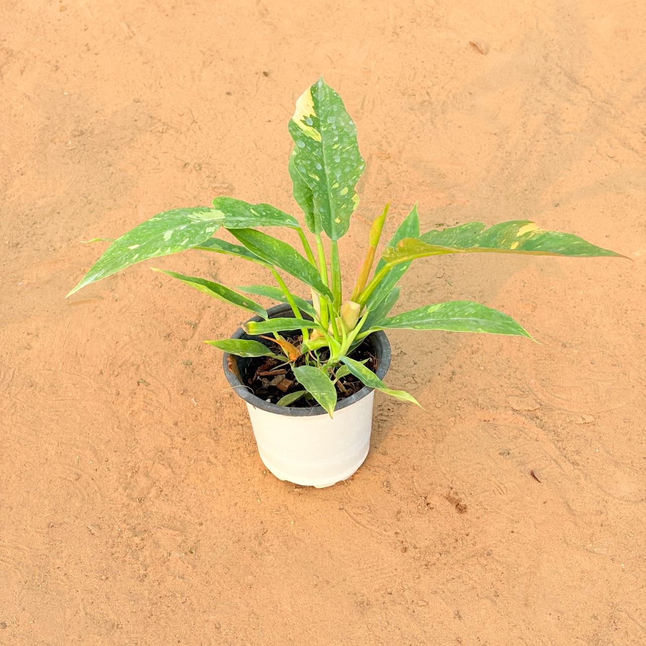 Philodendron Pink Princess in 4 Inch Nursery Pot