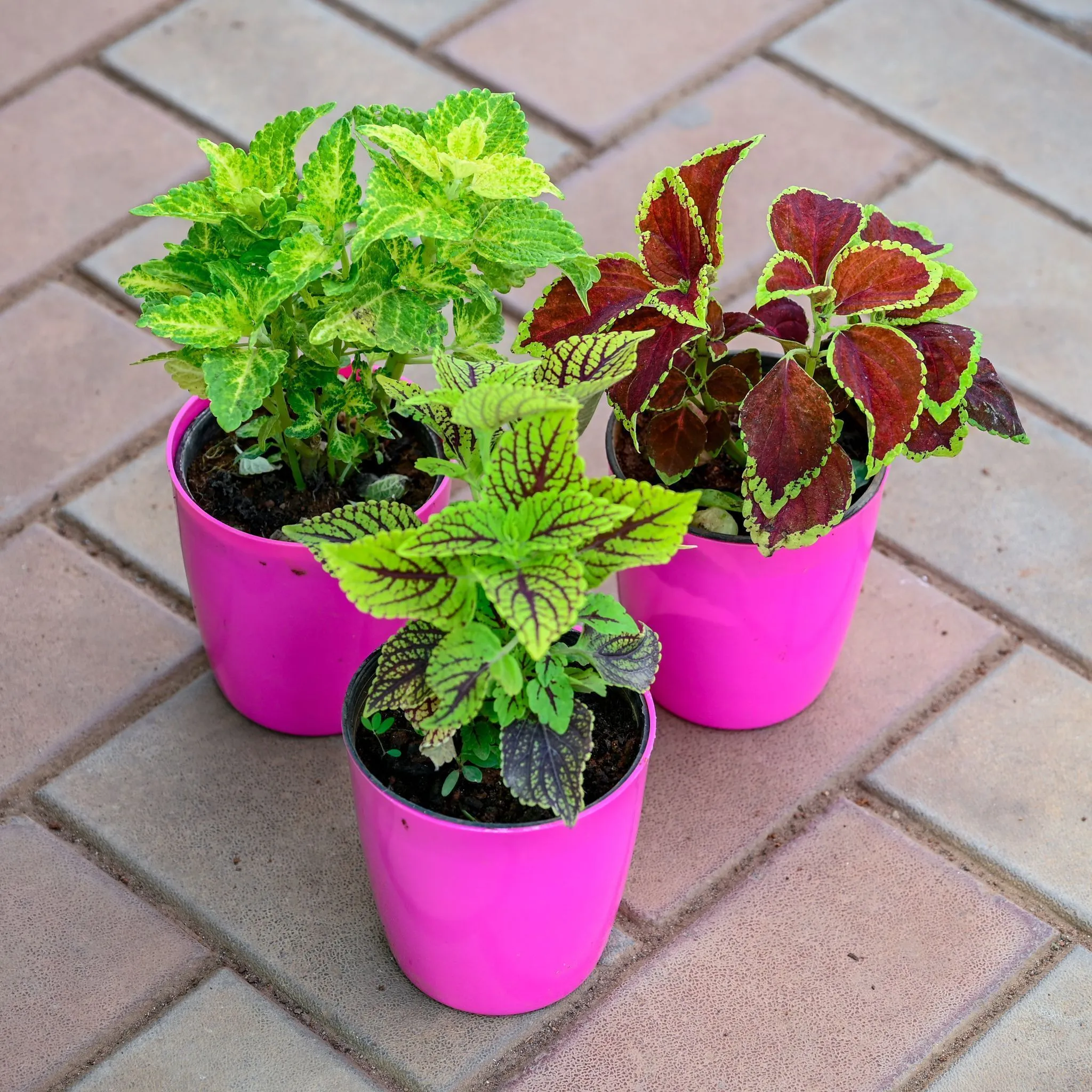 Set of 3 - Coleus Green, Red Green & Brown (any design) in 5 Inch Premium Sphere Plastic Pot (any colour)