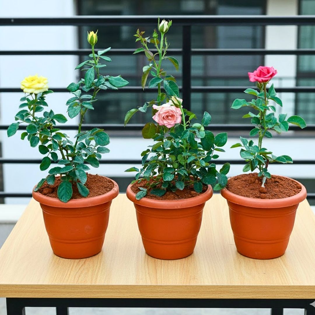 Set Of 3 - Rose (Red, Yellow & Light Pink) in 7 Inch Classy Red Plastic Pot