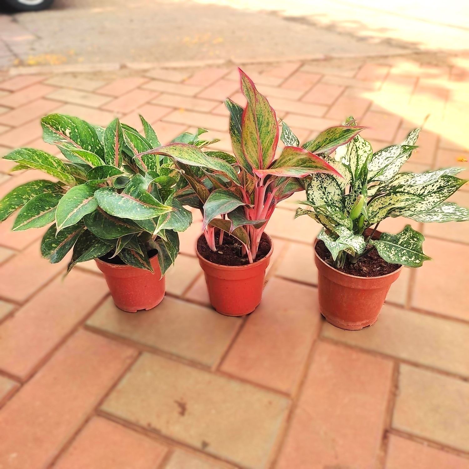 Set of 3 Aglaonemas (Lipstick, Parrot & Snow White) in 4 Inch Nursery Pot