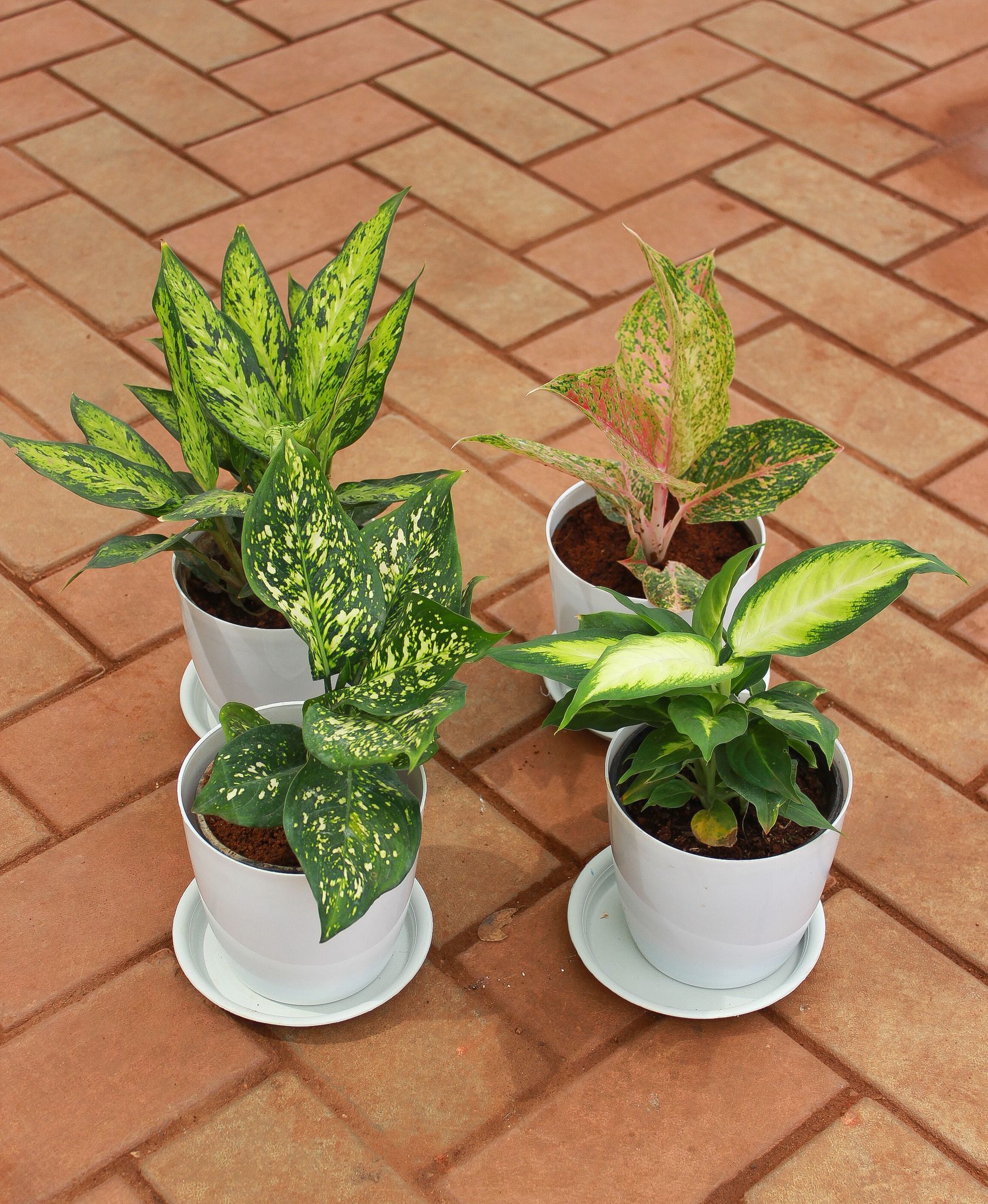 Set of 4 - Aglaonema (Spring Snow white & Green Papaya Variegated) & Diefenbachia (Triumph & Sparkle Green) in 5 Inch White Premium Sphere Plastic Pot With Tray