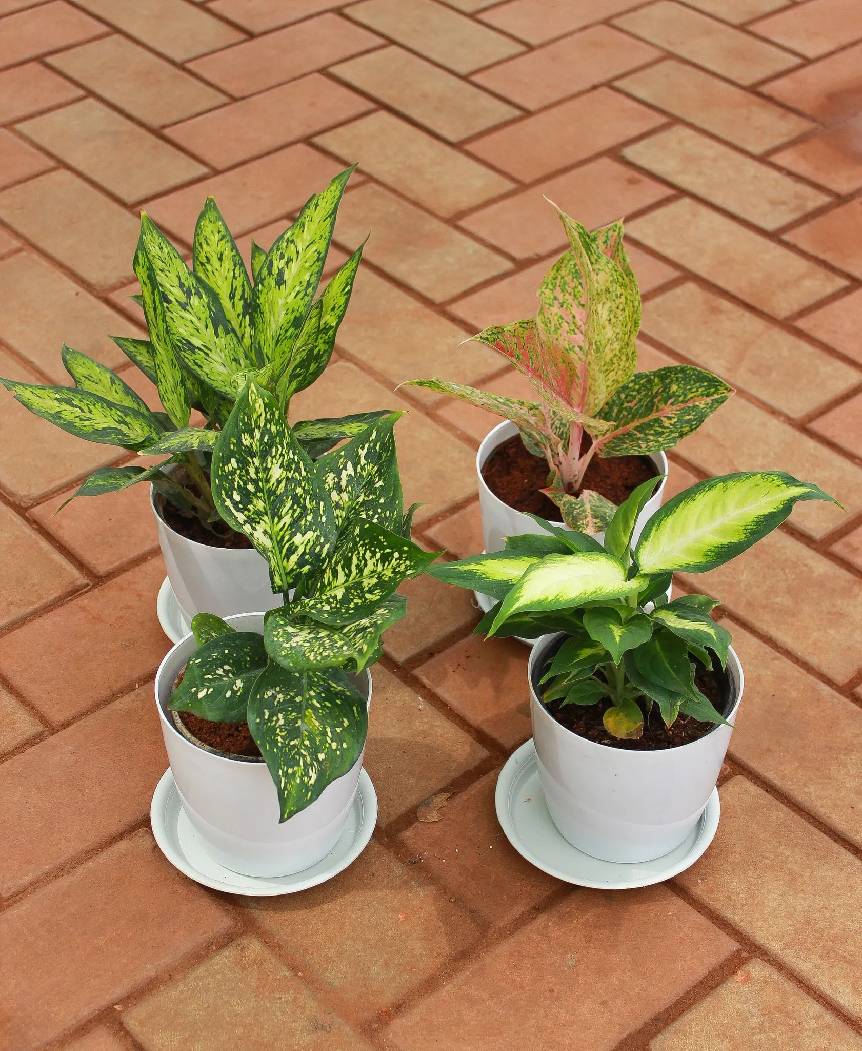 Set of 4 - Aglaonema (Spring Snow white & Green Papaya Variegated) & Diefenbachia (Triumph & Sparkle Green) in 5 Inch White Premium Sphere Plastic Pot With Tray