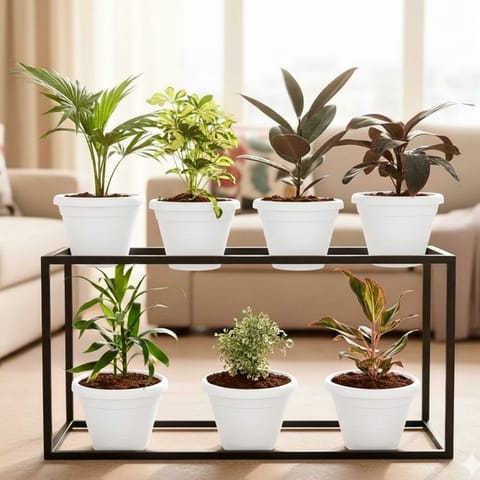 Set of 7 - China / Fam Palm, Schefflera Variegated, Rubber Black, Dracaena Rosea, Dracaena Green, Aralia White & Aglaonema Lipstick in 7 Inch White Classy Plastic Pot