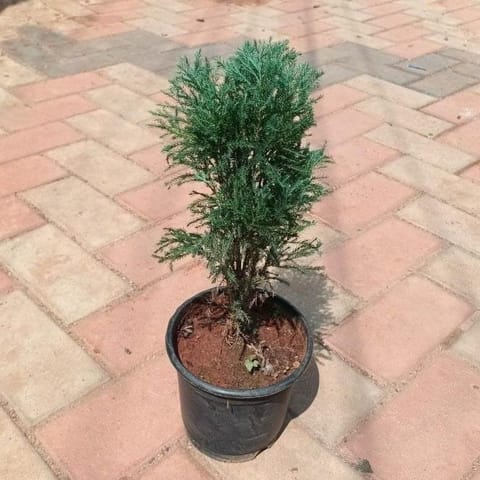 Thuja / Cypress in 6 Inch Live Plant Nursery Pot