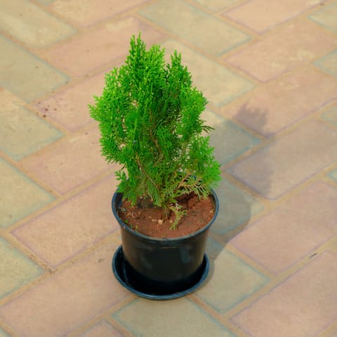 Thuja Morpankhi in 5 Inch Nursery Pot