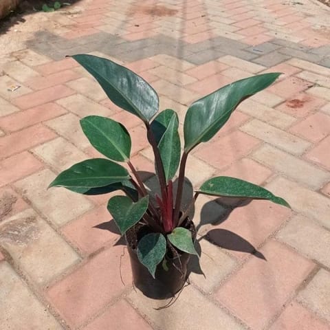 Philodendron Imperial Red Candide in 4 Inch Live Fresh Plant Nursery Pot in Vivek Vihar Delhi