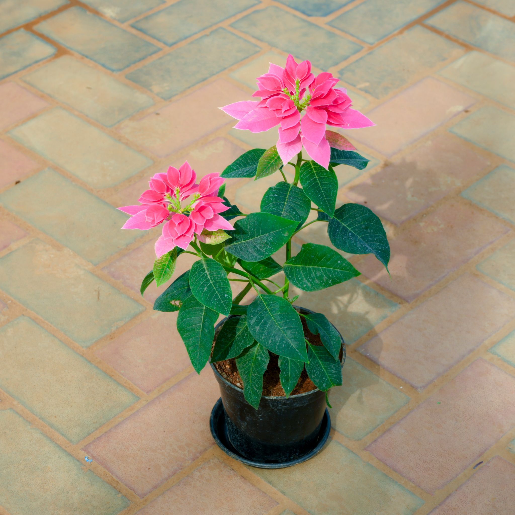 Poinsettia / Christmas Flower Pink in 5 Inch Nursery Pot