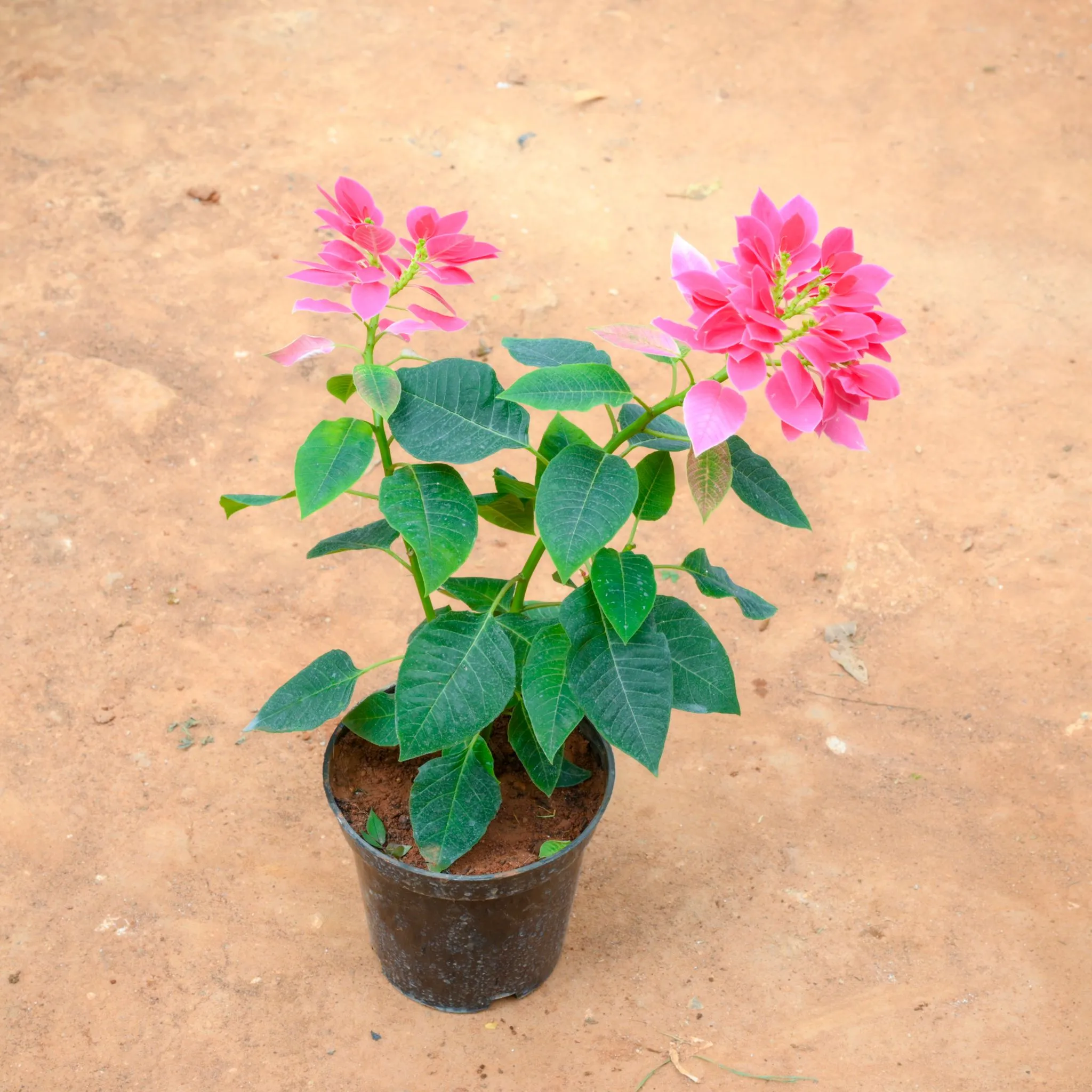 Poinsettia / Christmas Flower Pink in 6 Inch Nursery Pot