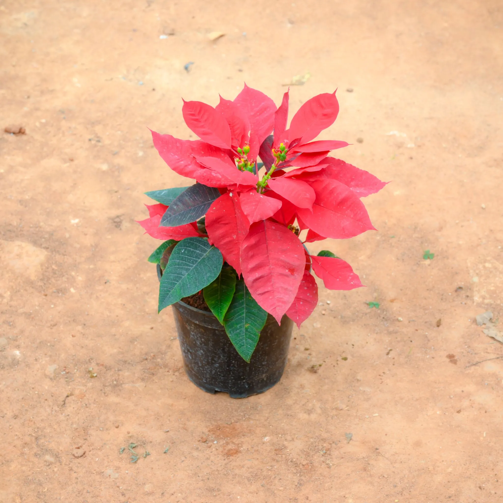 Poinsettia / Christmas Flower Red in 6 Inch Nursery Pot
