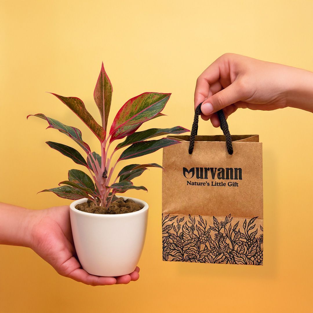 Ready to Gift -  Aglaonema Lipstick in 4 Inch Classy White Cup Ceramic Pot with Gift Bag