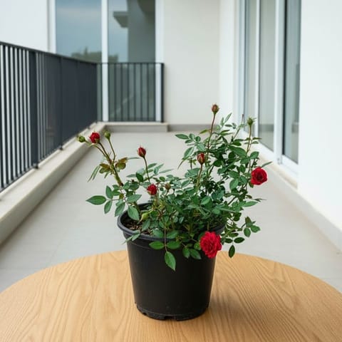 Rose Desi Red in 6 Inch Nursery Pot