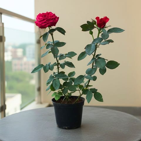Rose Plant Red in 5 Inch Nursery Pot