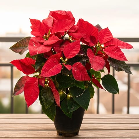 Poinsettia / Christmas Flower Red in 5 Inch Nursery Pot