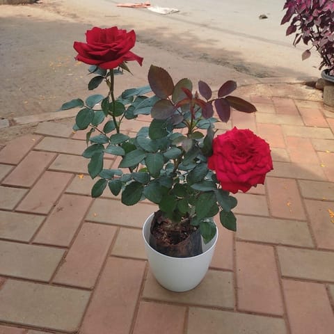 Rose Red in 7 Inch Live Plant Elegant White Plastic Pot