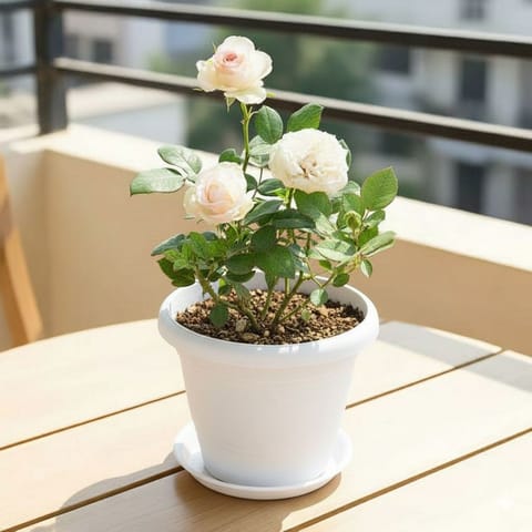 Rose White in 7 Inch Classy White Plastic Pot with Tray