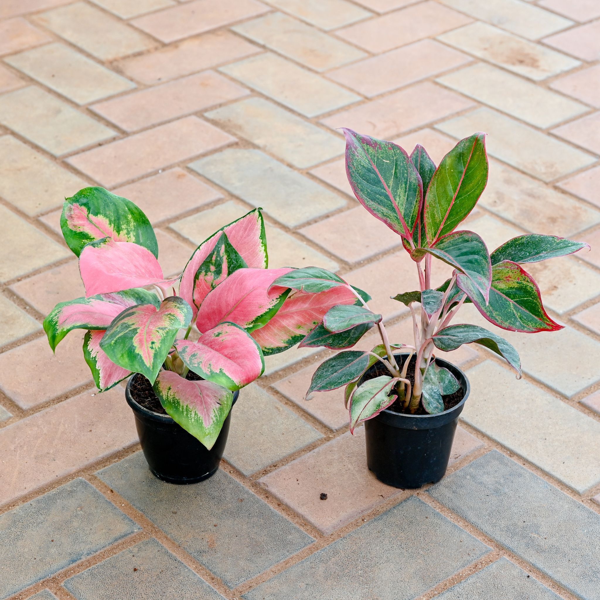 Set of 2 - Aglaonema (Red Vareigated & Lipstick) in 4 Inch Nursery Pot
