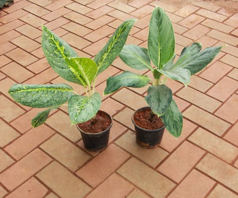 Set of 2 - Aglaonema (Silver & White Dust) in 5 Inch Live Fresh Plant Nursery Pot in Mumbai Andheri