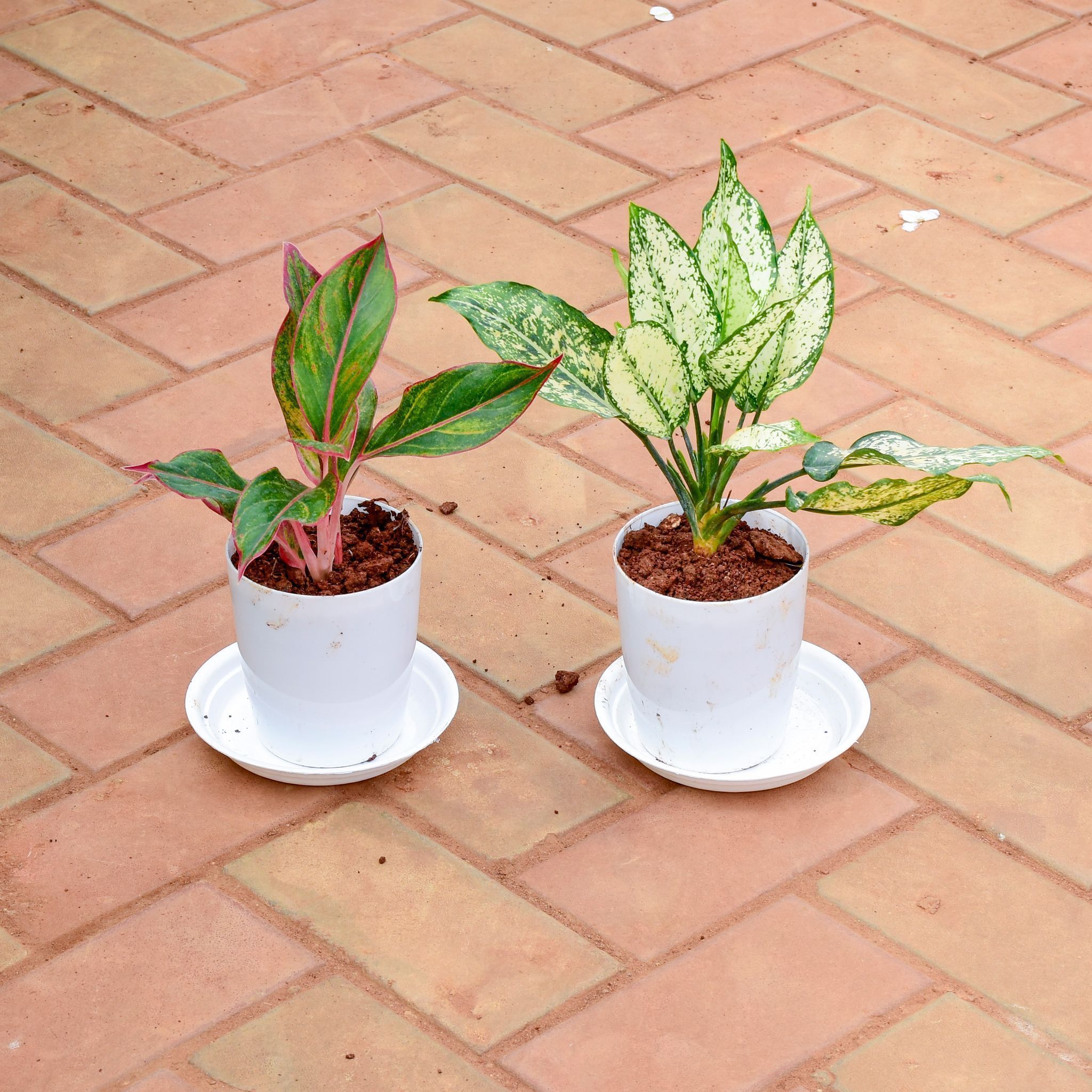 Set of 2 - Aglaonema (Snow White & Lipstick) in 5 Inch White Premium Sphere Plastic Pot with Tray