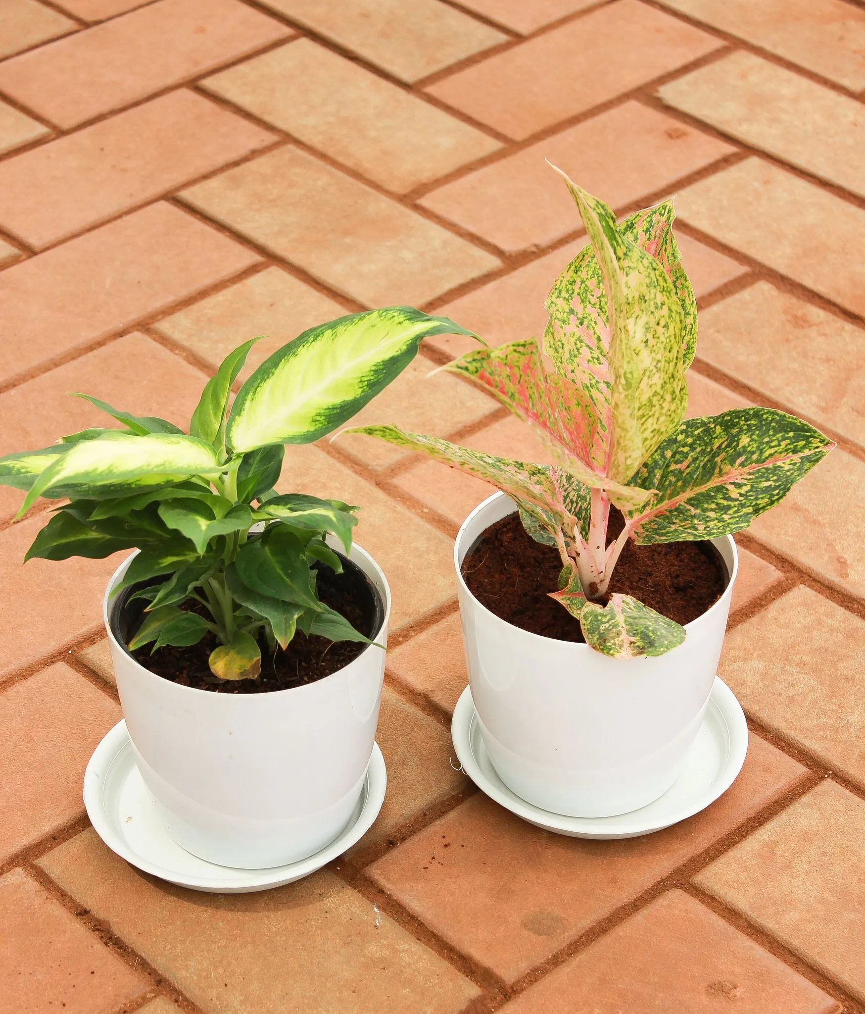 Set of 2 - Aglaonema Green Papaya Variegated & Dieffenbachia Triumph in 5 Inch White Premium Sphere Plastic Pot With Tray