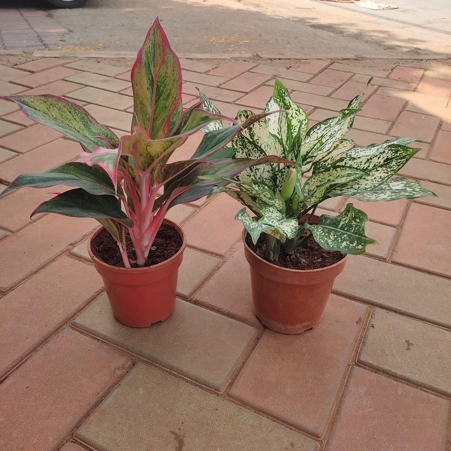 Set of 2 - Aglaonemas (Lip Stick & Snow White) in 4 Inch Nursery Pot