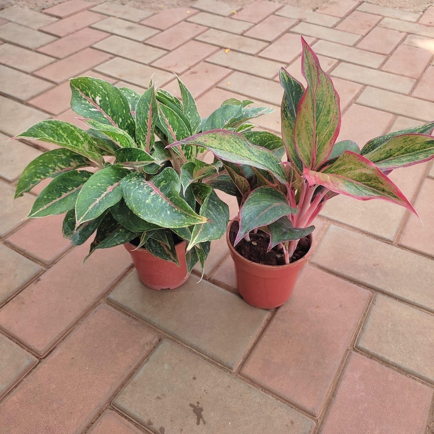Set of 2 - Aglaonemas (Lipstick & Parrot) in 4 Inch Nursery Pot
