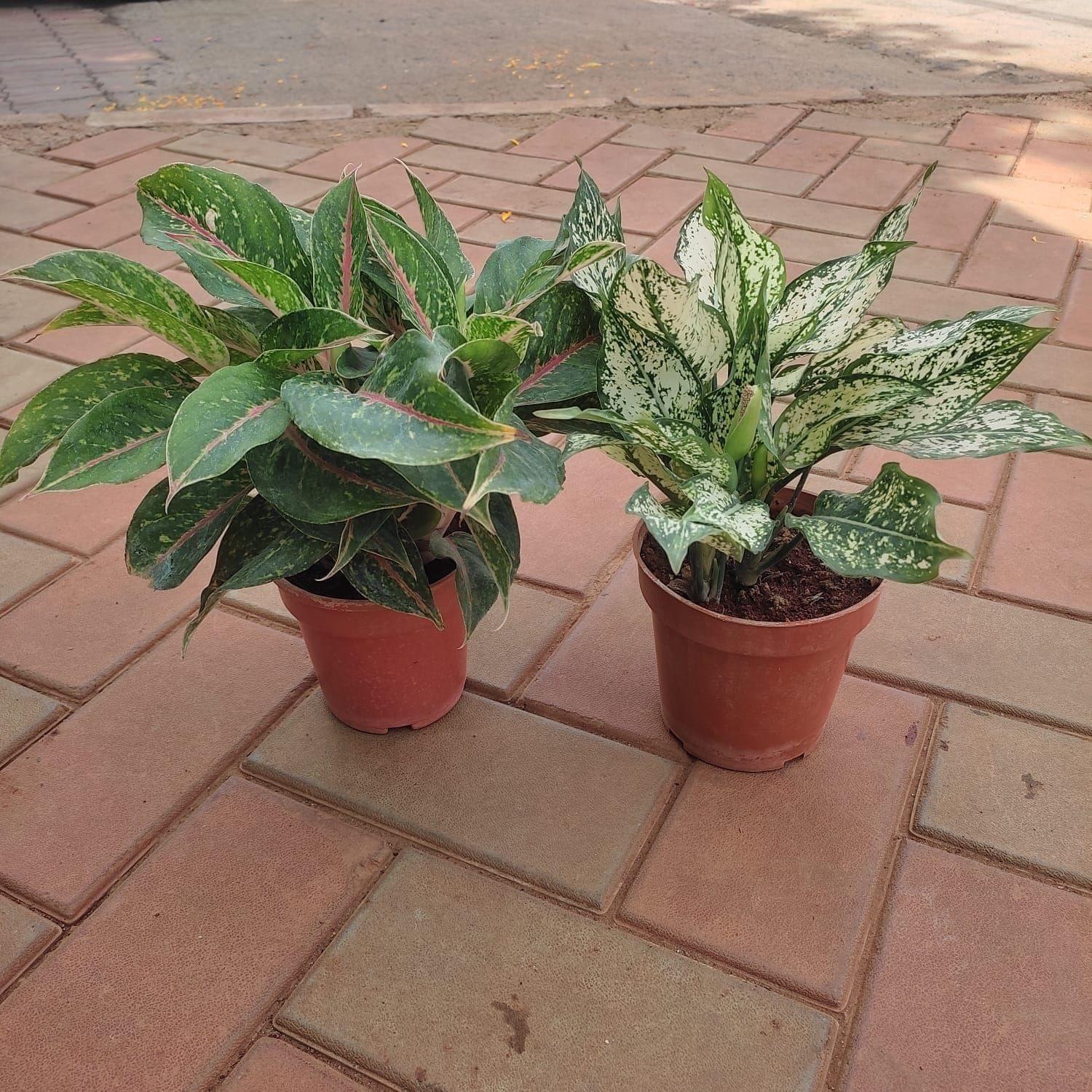 Set of 2 - Aglaonemas (Parrot & Snow White) in 4 Inch Nursery Pot