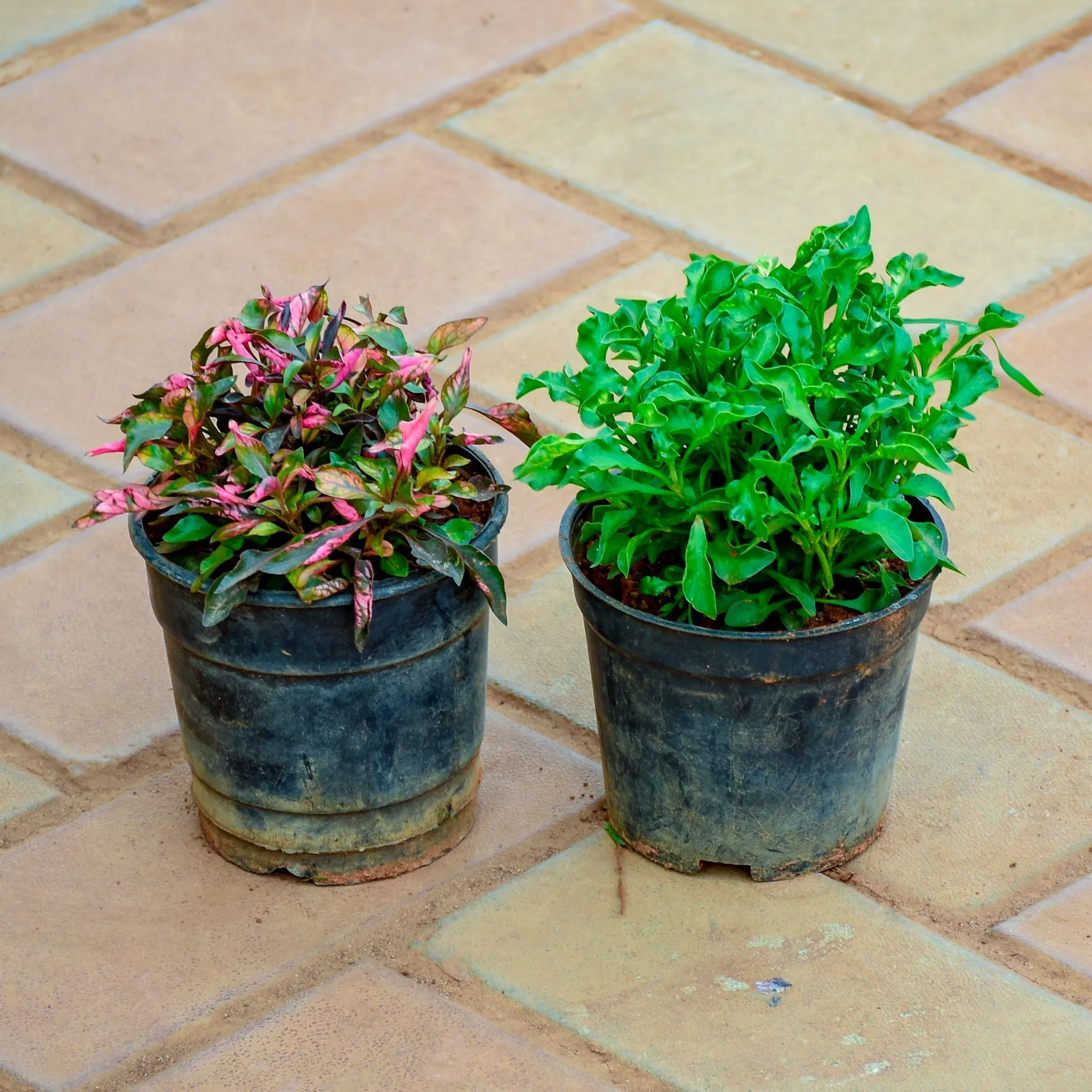 Set of 2 - Alternanthera (Red & Green) in 4 Inch Nursery Pot