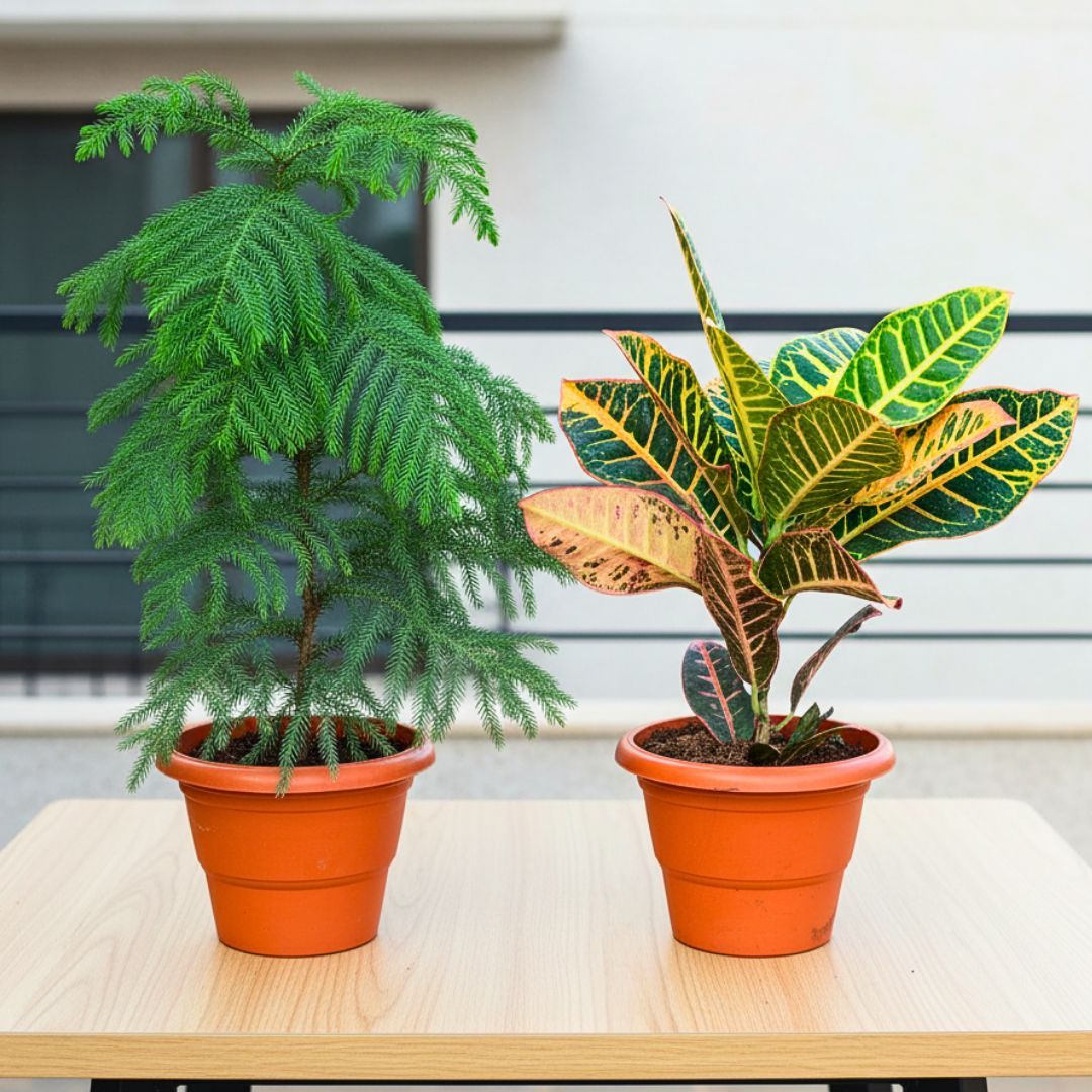 Set of 2 - Araucaria / Christmas Tree & Croton Petra Yellow in 7 Inch Classy Red Plastic Pot