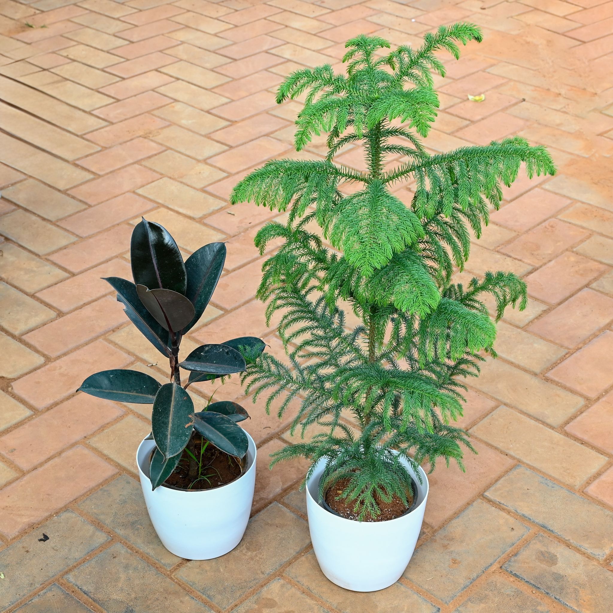 Set of 2 - Araucaria / Christmas Tree & Rubber in 7 Inch Classy White Premium Plastic Pot